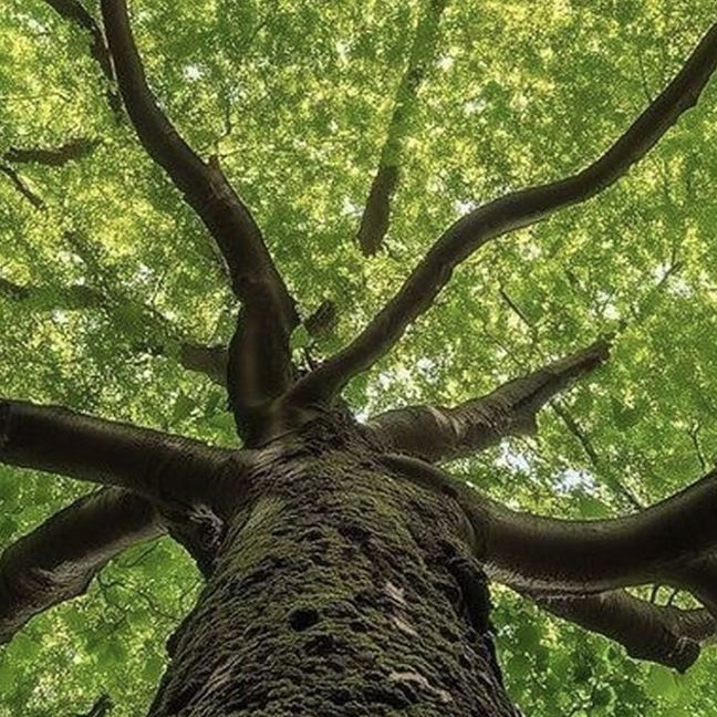 Ретрит Феникс