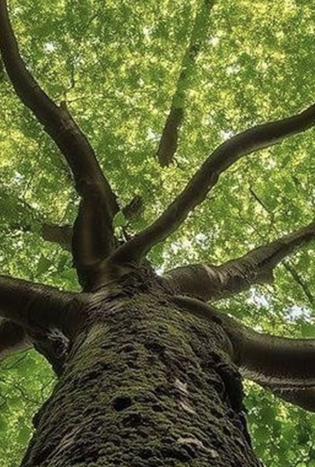 Ретрит Феникс